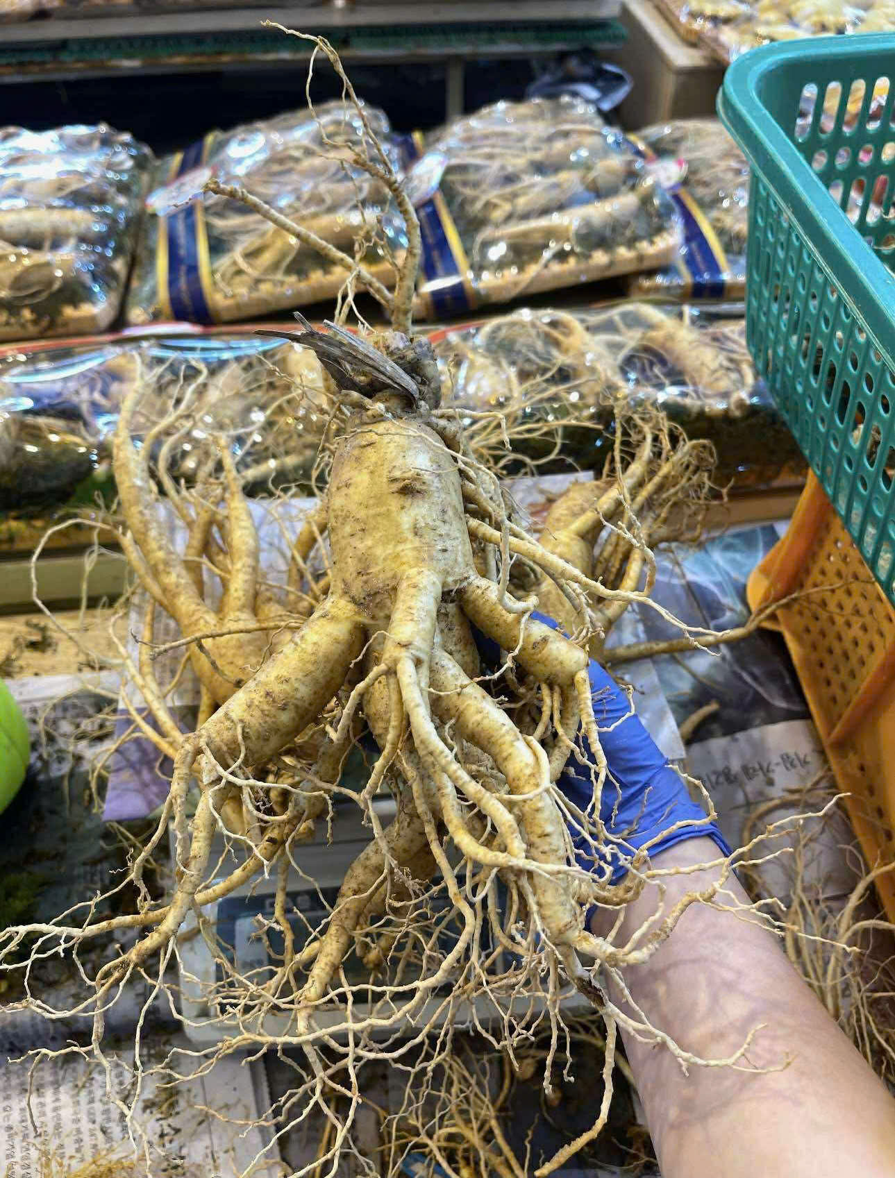 Sâm tươi Hàn Quốc thực tế - Hình 11