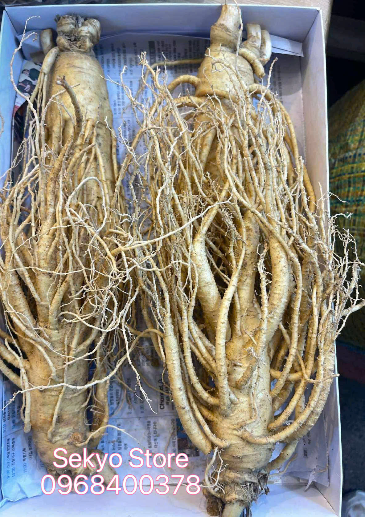 Sâm tươi Hàn Quốc thực tế - Hình 2